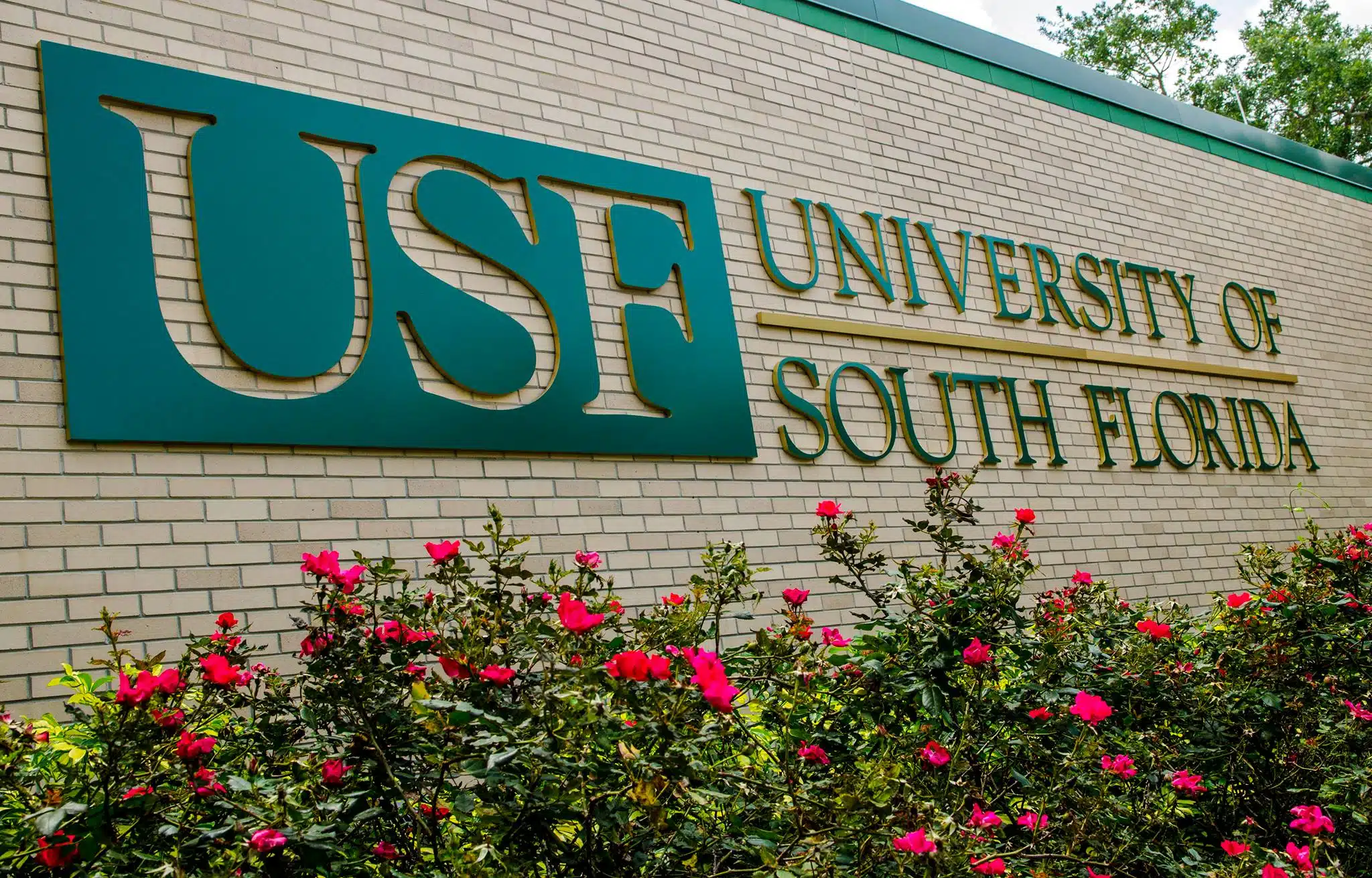 вывеска University of South Florida